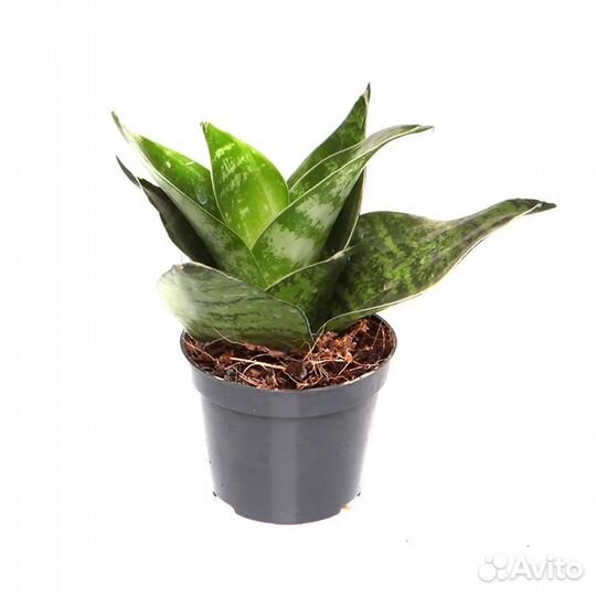 Сансевеирия