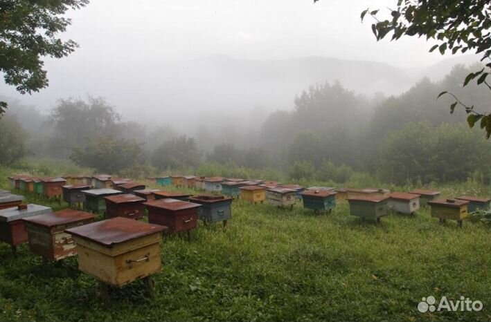 Мед Алтайский оптом