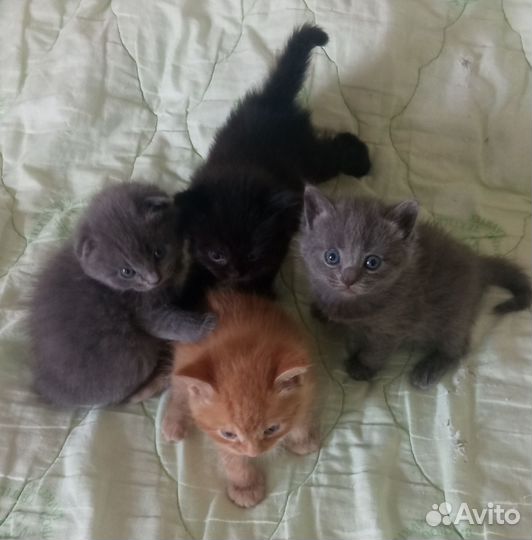 Котята от шотландской кошки