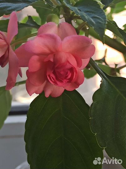 Бальзамин или Ванька мокрый. Махровый