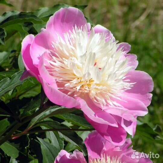 Пион куст Фантастик fantastic