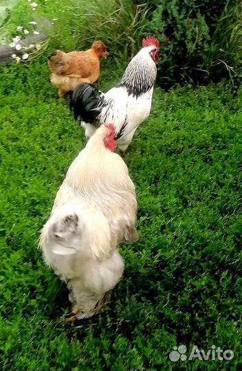 Петухи породистые