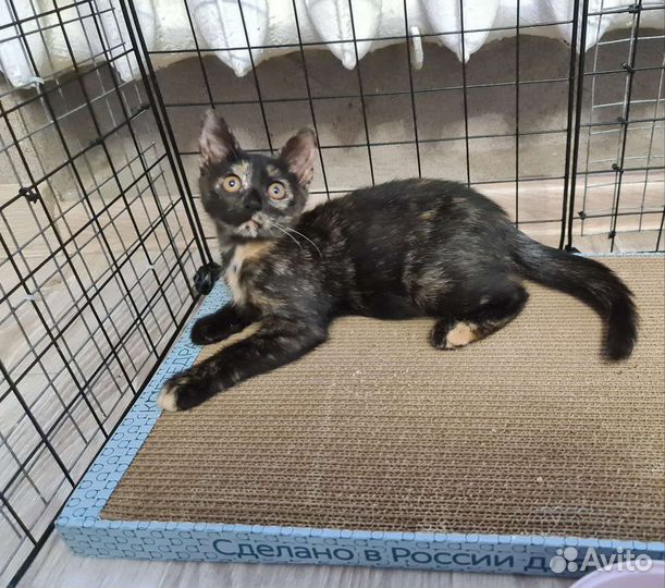 Котята-девчата. Стерилизация в подарок