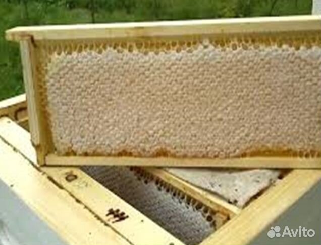 Мед 24 года Алтайский опт