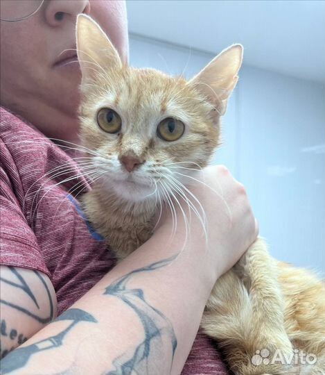 Кошка Сара ищет дом