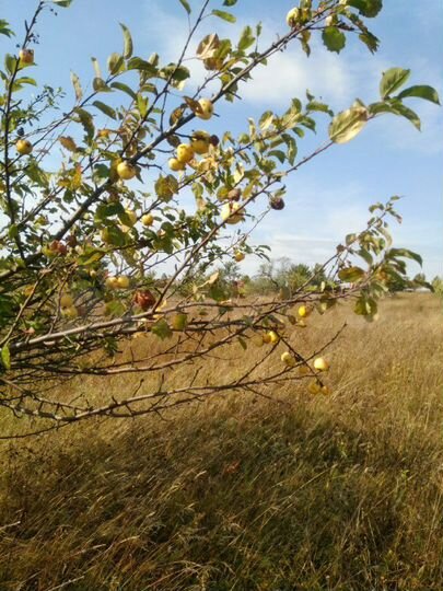 Участок 11 га (СНТ, ДНП)