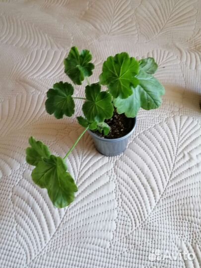 Пеларгония герань