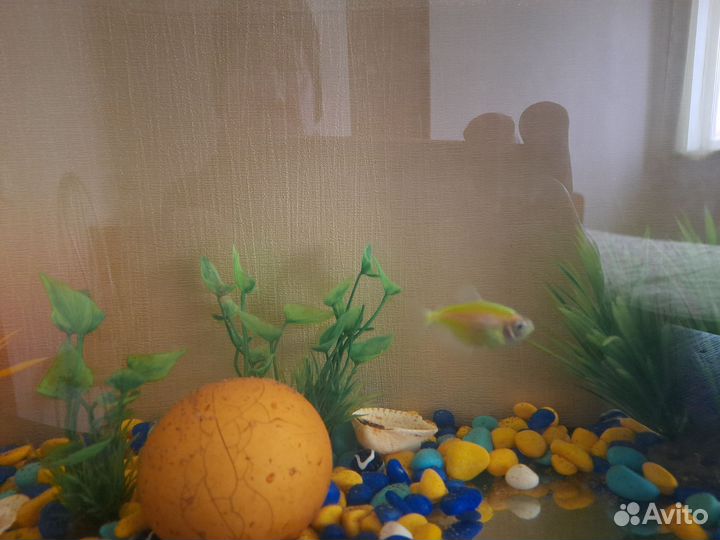Аквариум с тумбой бу и рыбками