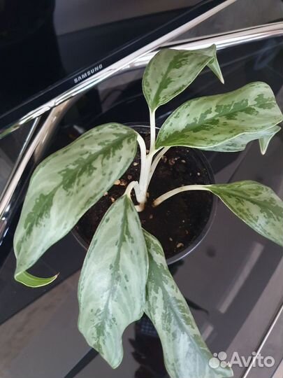 Аглаонема крылья ангела