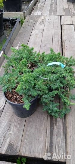 Можжевельники в ассортименте