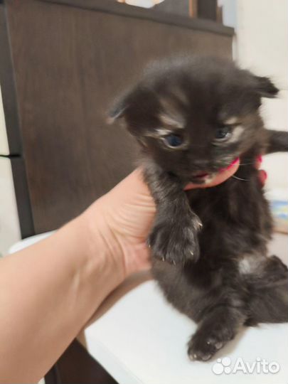 Шотландские вислоухие котята бесплатно