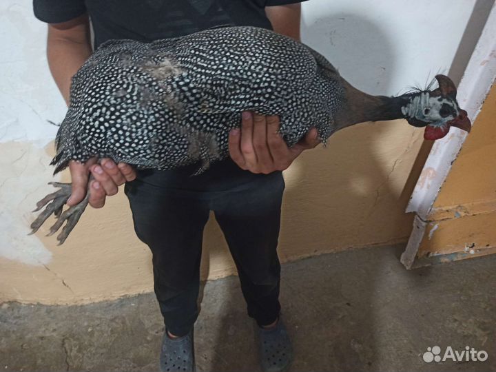 Самцы цесарок