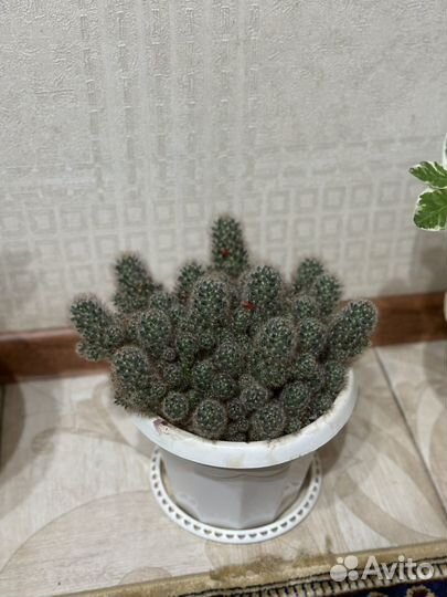 Домашние растения цветы