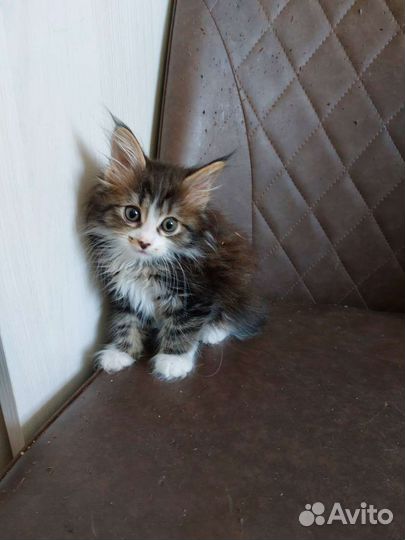 Котик очаровашка
