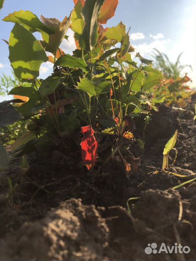 Декоративные растения