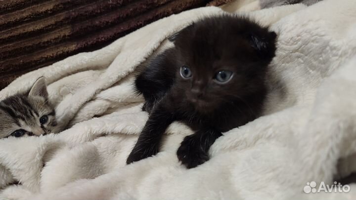 Шотландская вислоухая