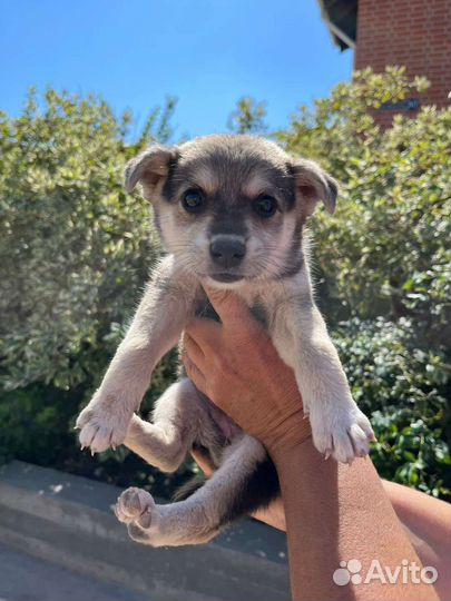 Собака в добрые руки отдам бесплатно