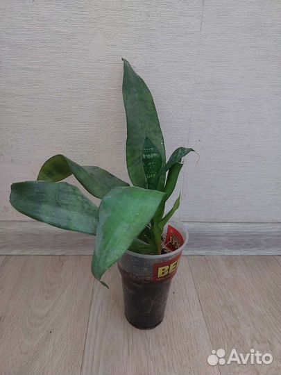 Сансевиерия зелайника