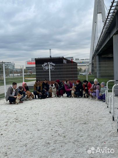 Дрессировка собак кинолог