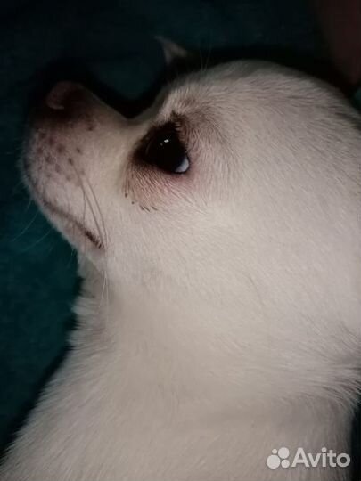 Вязка кобель чихуахуа