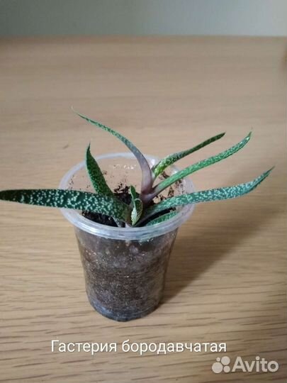 Хлорофитум, каллизия, гастерия