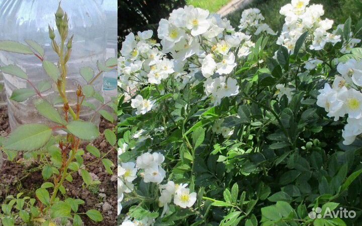 Садовые растения