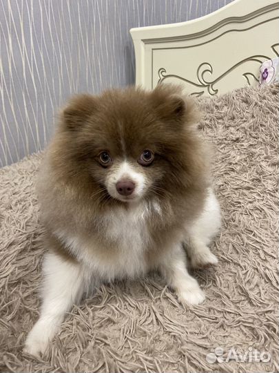 Шпиц на вязку