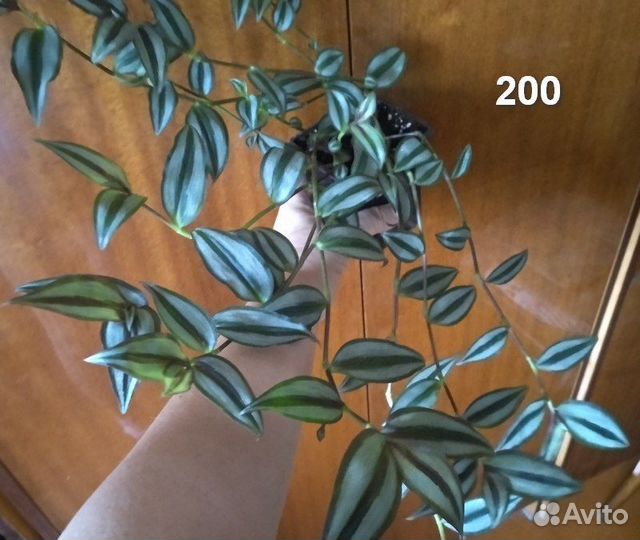 Традесканции