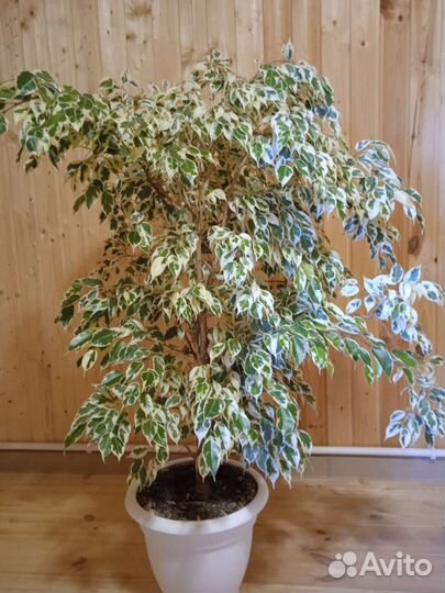 Фикусы каучуконосные и бенджамина