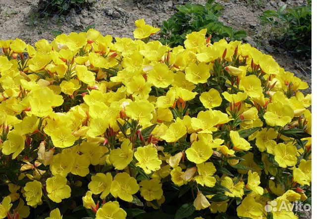 Цветы для сада