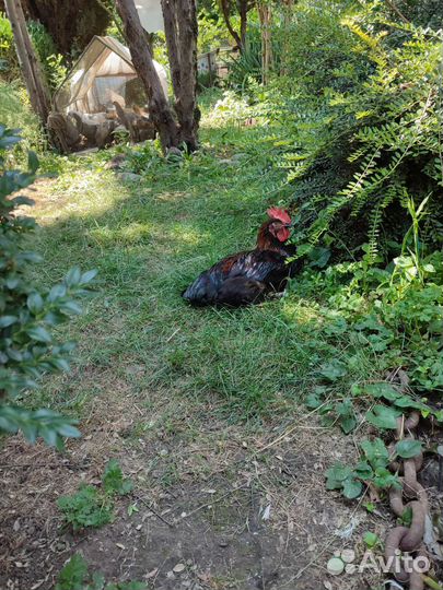Индоутята, петухи Маран черно медный