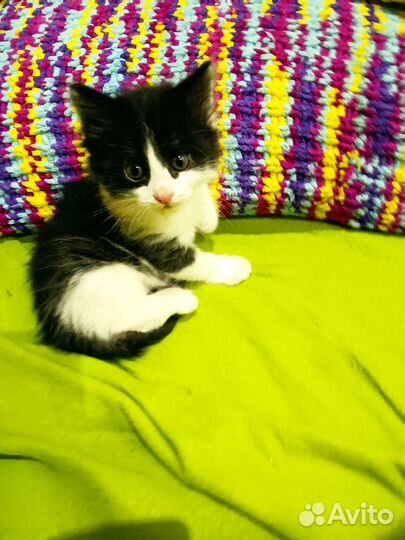 Отдам в добрые руки