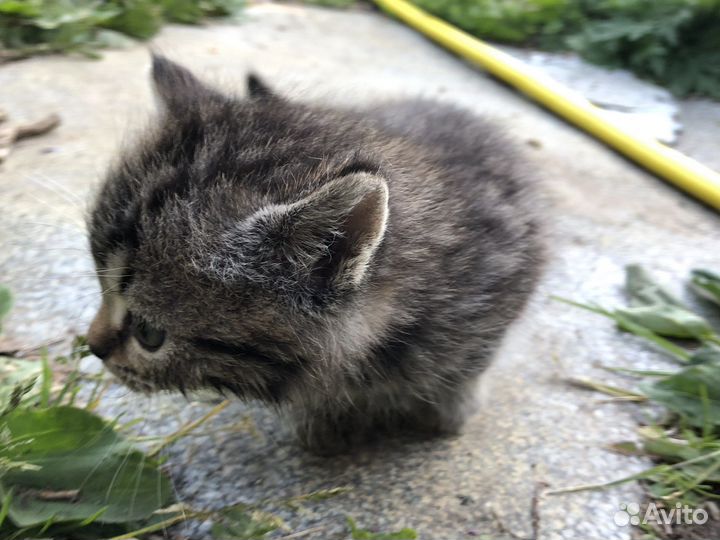 Котята в добрые руки даром