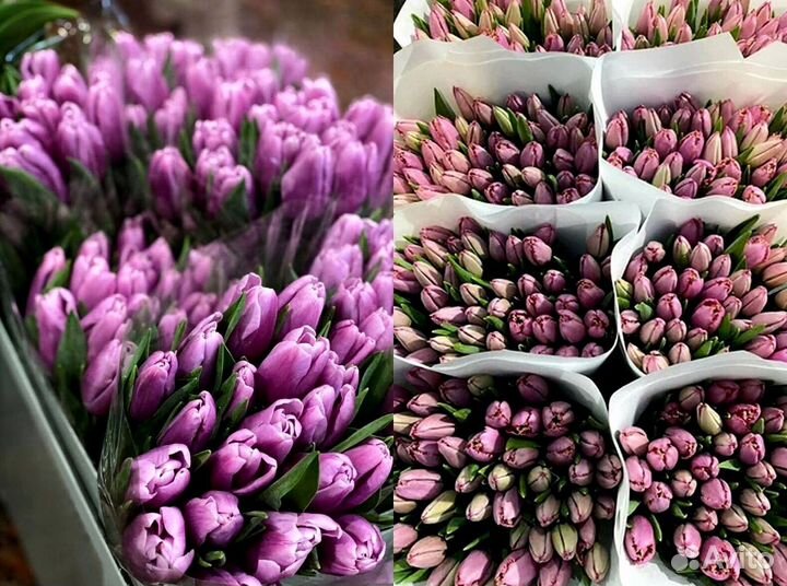 Тюльпаны опт от 500 шт