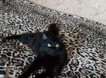 Черная кошка в дар стерилизована