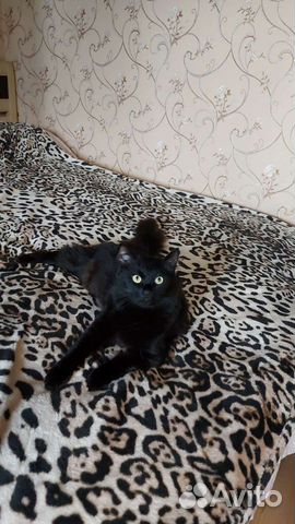 Черная кошка в дар стерилизована объявление продам