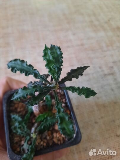 Эуфорбия дикари