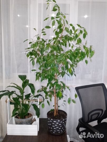 Цветы разные. Фикус 140см от горшка