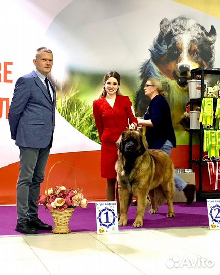 Щенки леонбергера