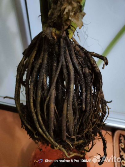 Замиокулькас