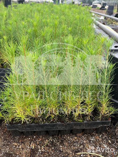 Лиственница Сибирская зкс сеянцы