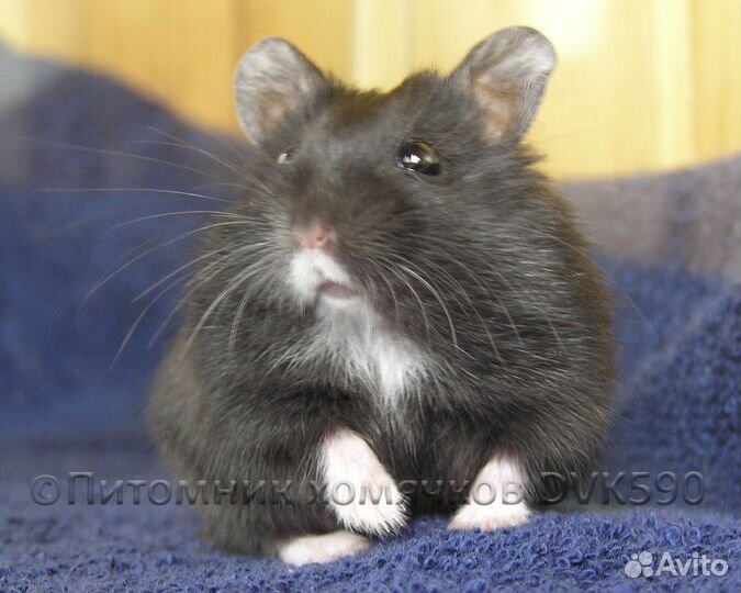 Хомячок с белым галстучком и носочками (питомник)