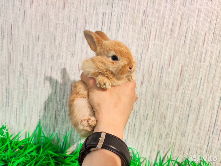 Королевский Карликовый кролик - премиум, Ручной