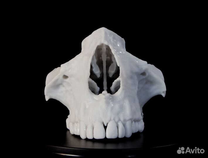 Анатомическая модель верхней челюсти