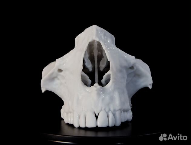 Анатомическая модель верхней челюсти