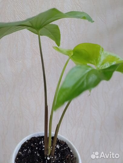 Комнатные цветы