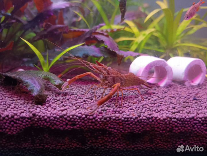 Аквариумные креветки и растения
