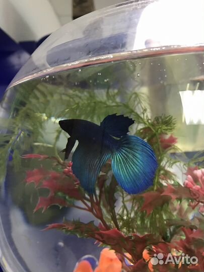 Рыбка Петушок