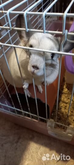 Шиншилла мальчик