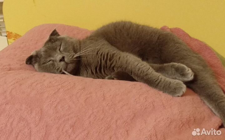 Передержка кошек